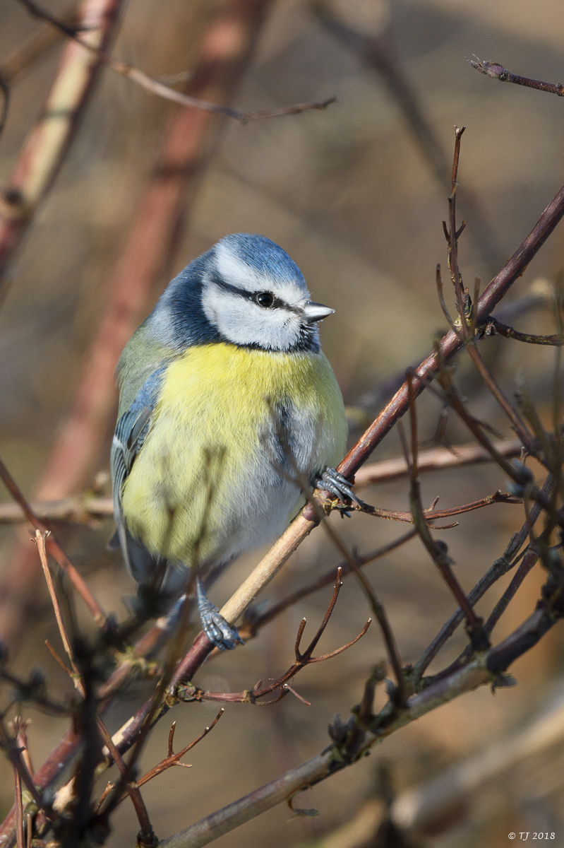 DSC_3413.jpg