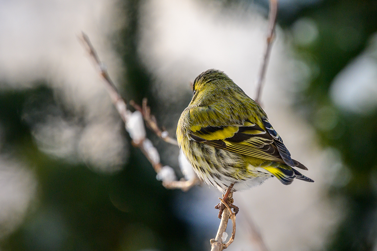 20210116_NZ7_1480NF.jpg