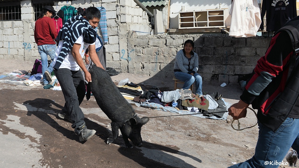 Das Bild zeigt einen Mann, der ein schwarzes Schwein an einer Leine hinter sich herzieht. Ein weiter Mann trägt das Schwein an den Hinterbeinen, wie eine Schubkarre. Das Schwein läuft nur auf den Vorderpfoten.