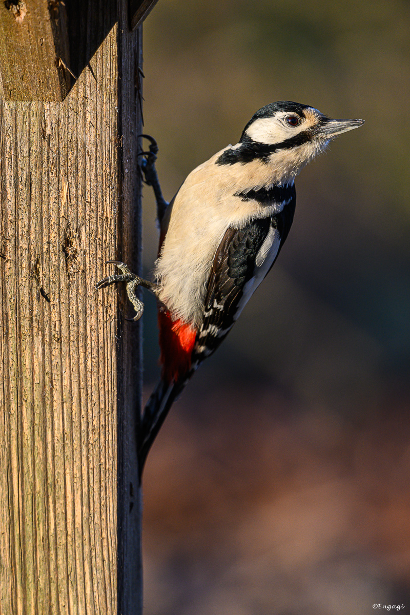 DSC_1943.jpg