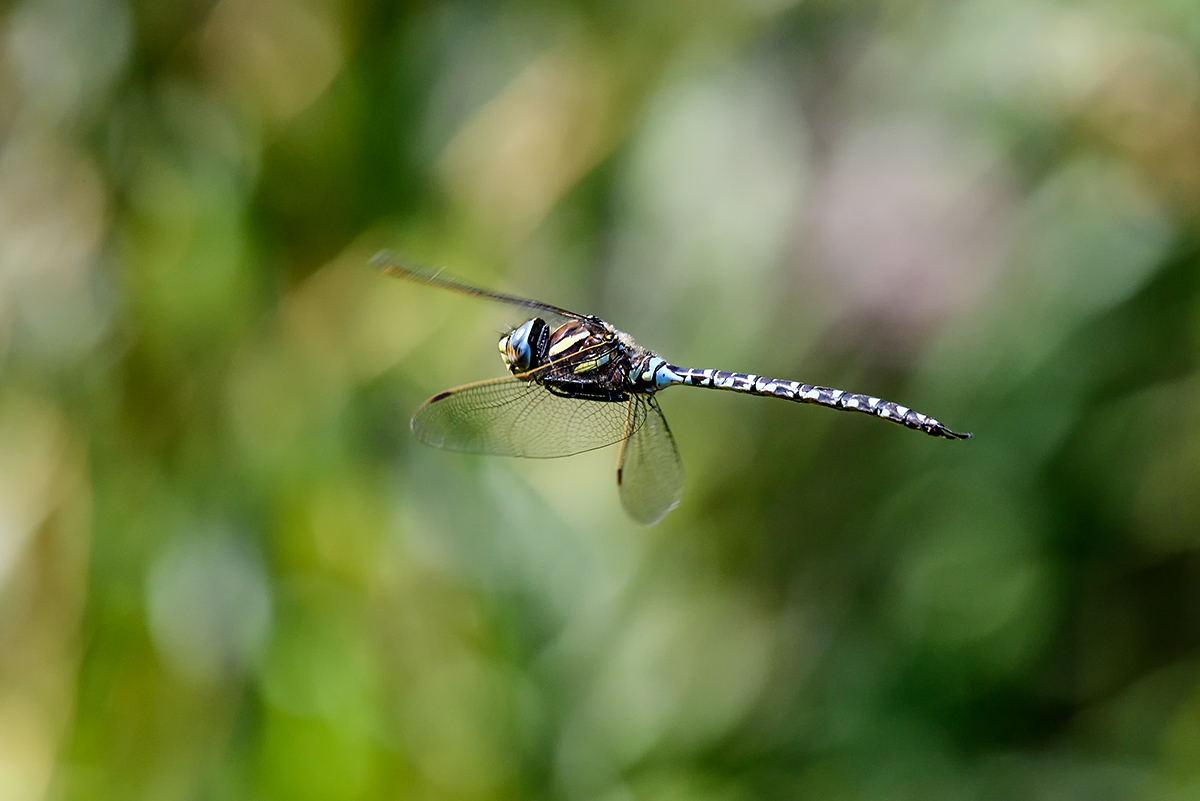 20170829_D810_2847vNF.jpg