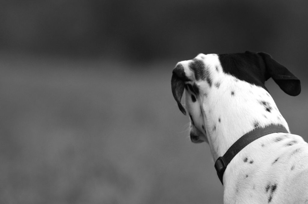 16006538845_55a5e6e2a8_b.jpg