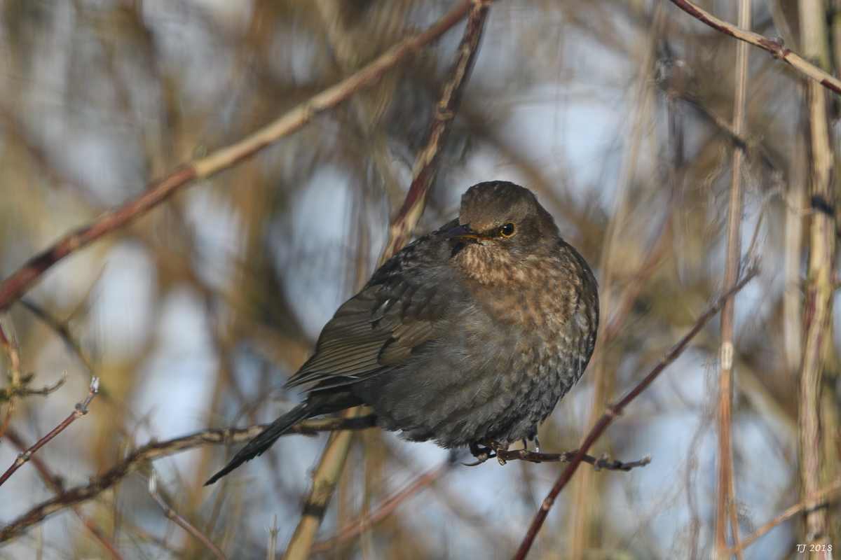 DSC_3610.jpg