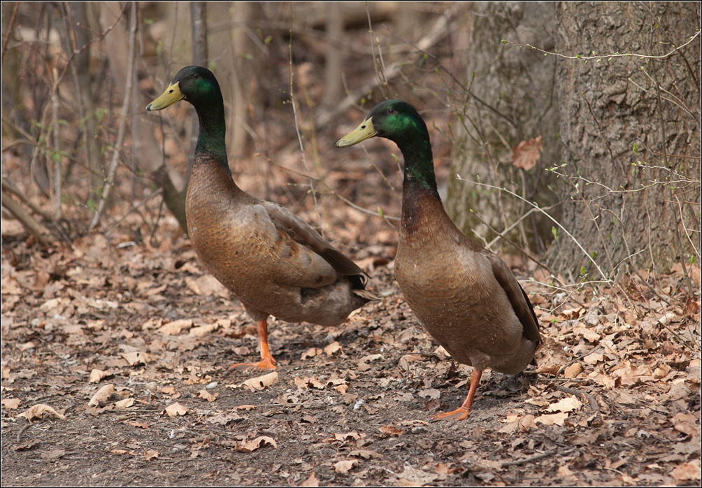 enten.jpg