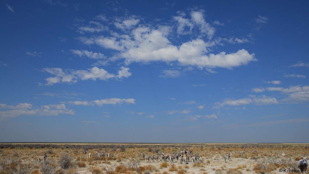Auf einer weiten trockenen Ebene unter blauem Himmel mit vereinzelnten Wolken ist eine Gruppe Zebras.