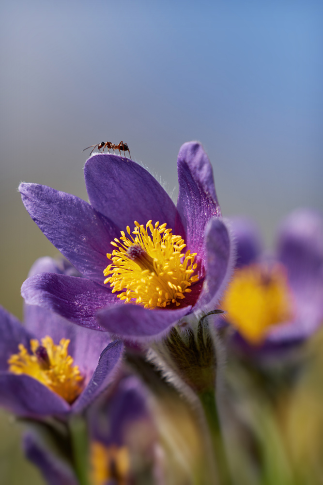 DSC01981.jpg