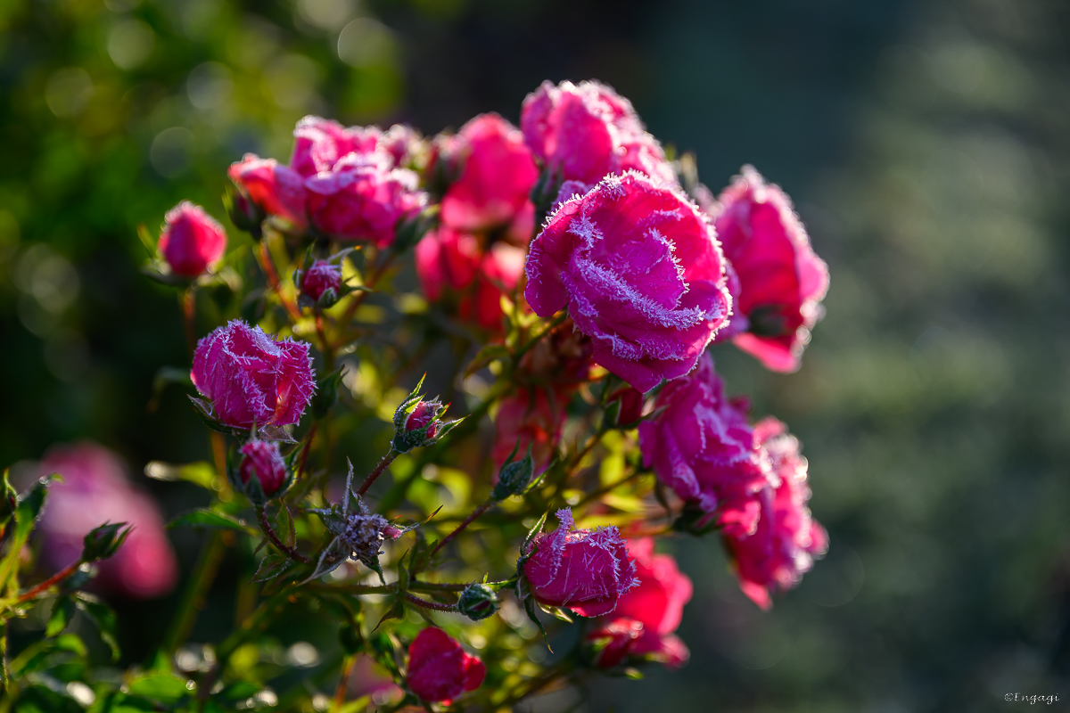 DSC_3617.jpg