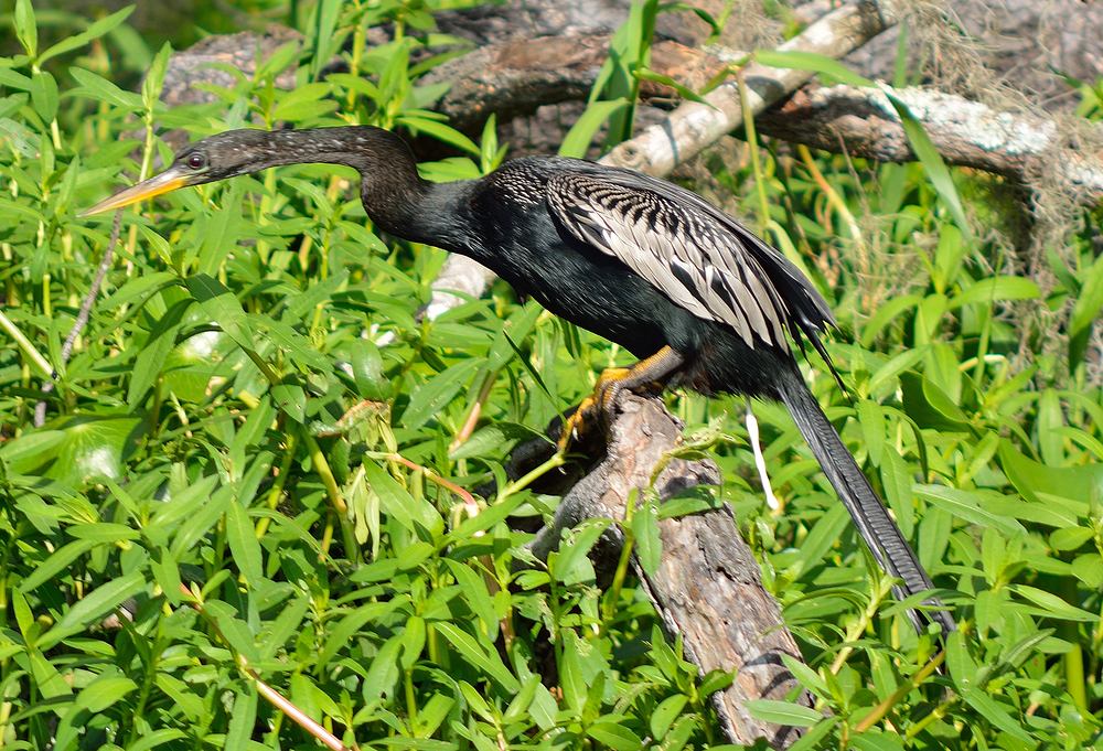 Bird8.jpg