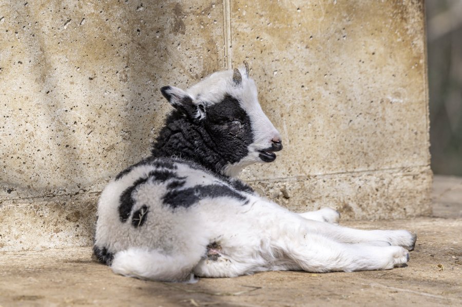 tierpark_haag23_36.jpg