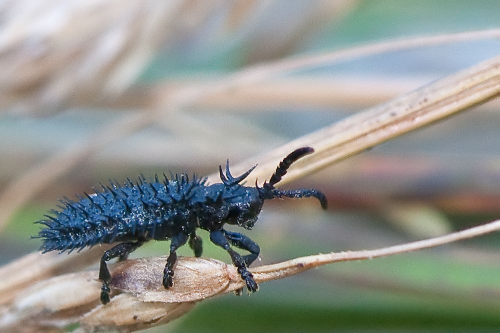 web-hispella1_filtered.jpg