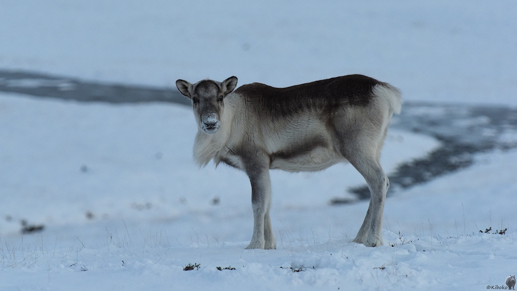 Das Bild zeigt eine Rentierdame im Winterpelz. Sie steht auf einer Schneefläche mit einen unscharfen Bachlauf im Hintergrund.