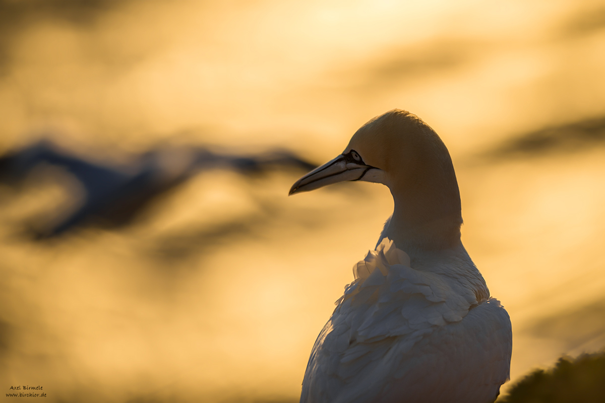 20190502_0853_PS_LAB_1200Px.jpg