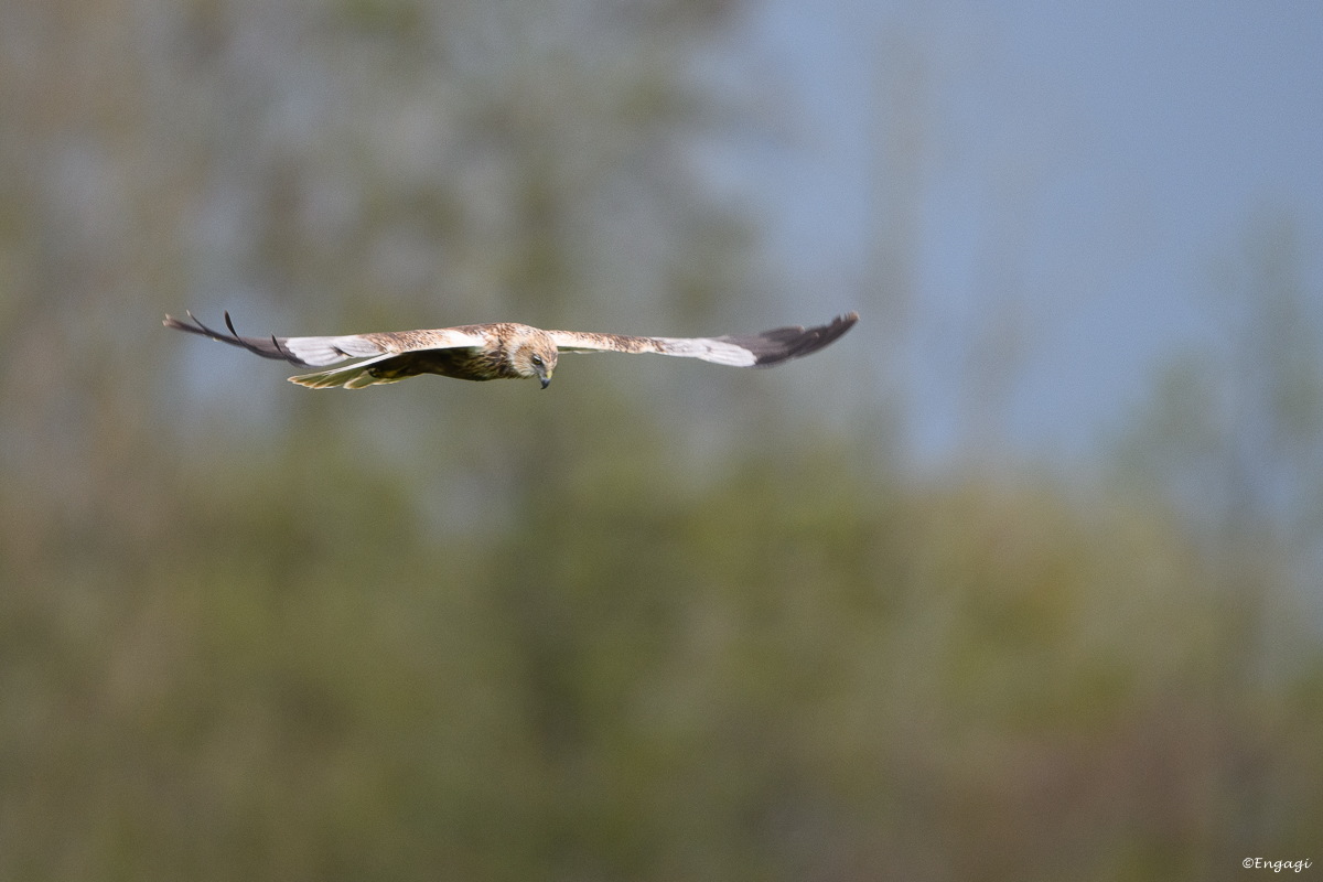 DSC_8204.jpg