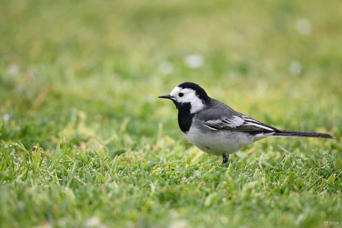 Helgoland%20199.jpg