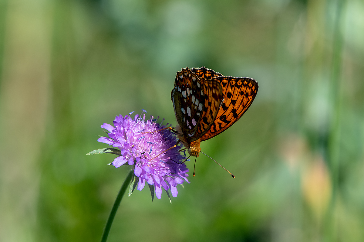 20180620_ND5_2372NF.jpg