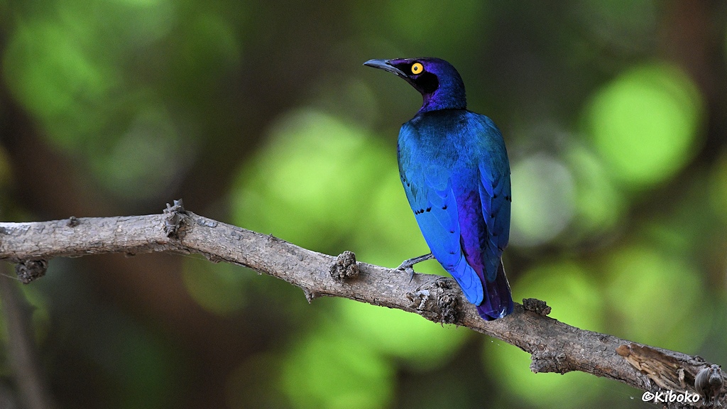Das Bild zeigt einen leuchtend blauen Vogel auf einem Ast von schräg hinten. Der Kopf schimmert violett. Die Augen sind gelb. Der Hintergrund sind leuchtende, unscharfe grüne Kreise.