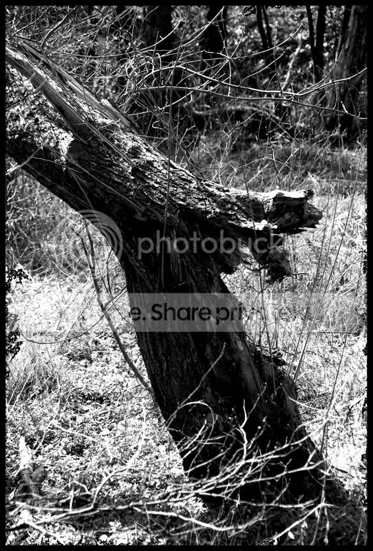 DSC_0184_small.jpg