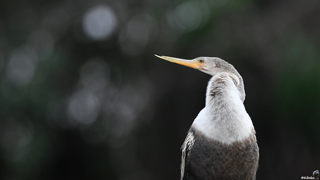 Porträt eines grauen Vogels mit langem hellgrauen Hals und langem orangenem Schnabel