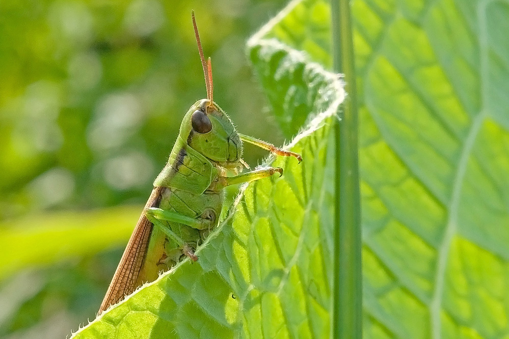web-parapleurus.jpg