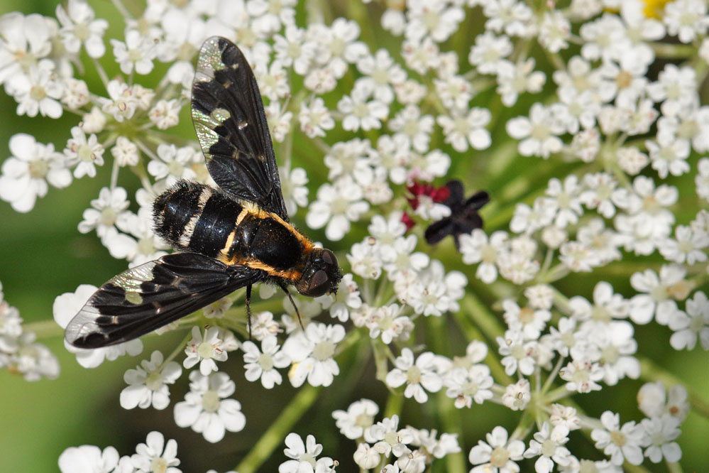 hemipenthes_maura_Rothenbrunnen_140805.jpg