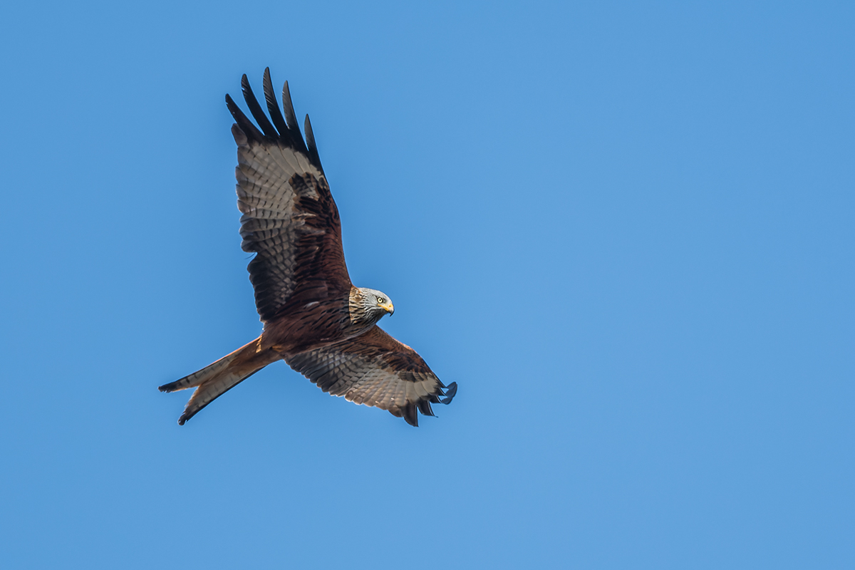 20220129_D500_2389_DxONF.jpg