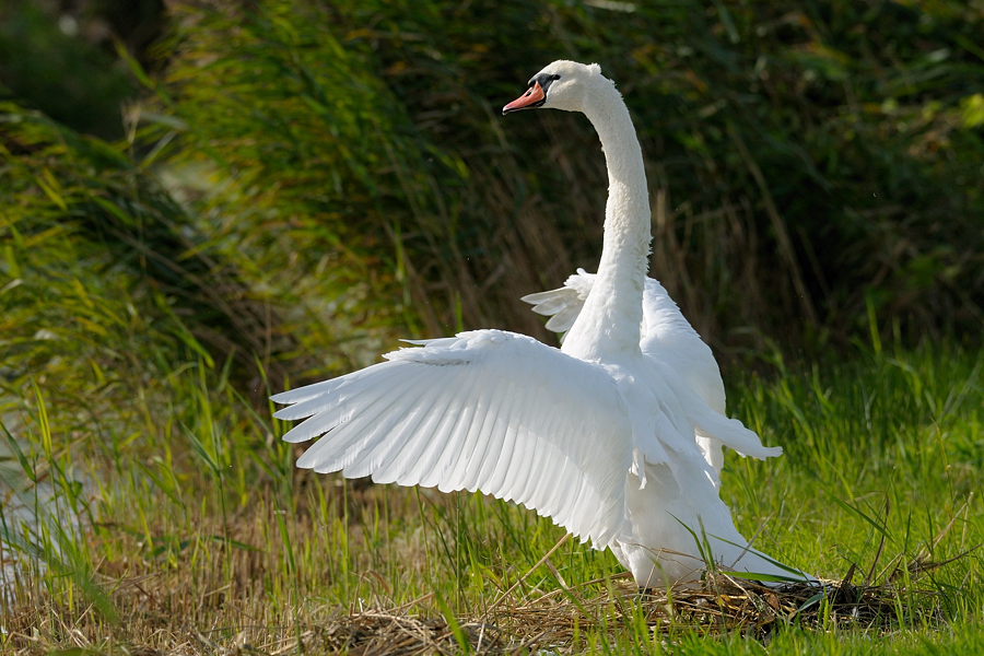 maik_20090917_153532_d300s_002064.jpg