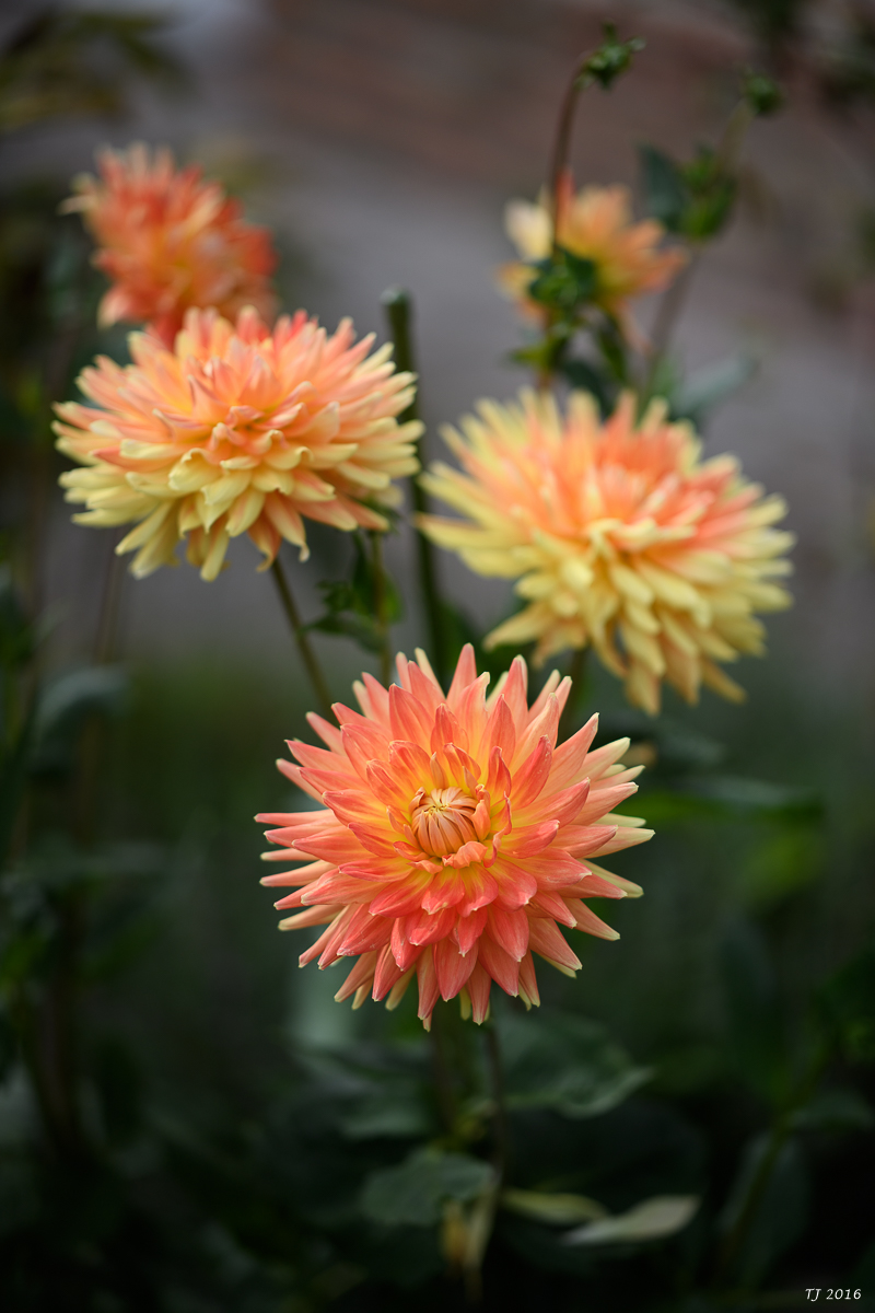 DSC_3211.jpg