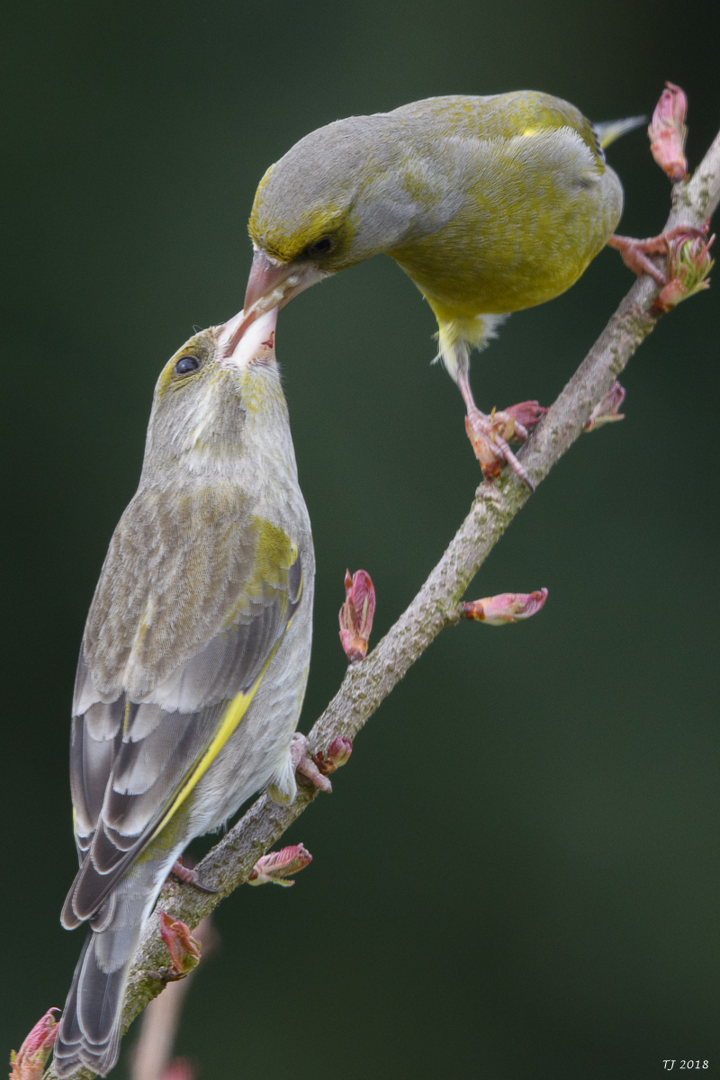 DSC_4909.jpg