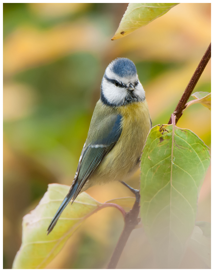 Blaumeise054.jpg