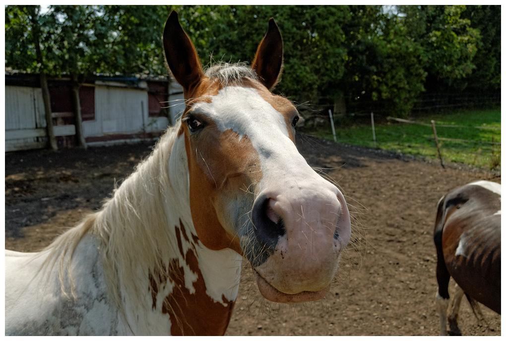 Pferd002.jpg