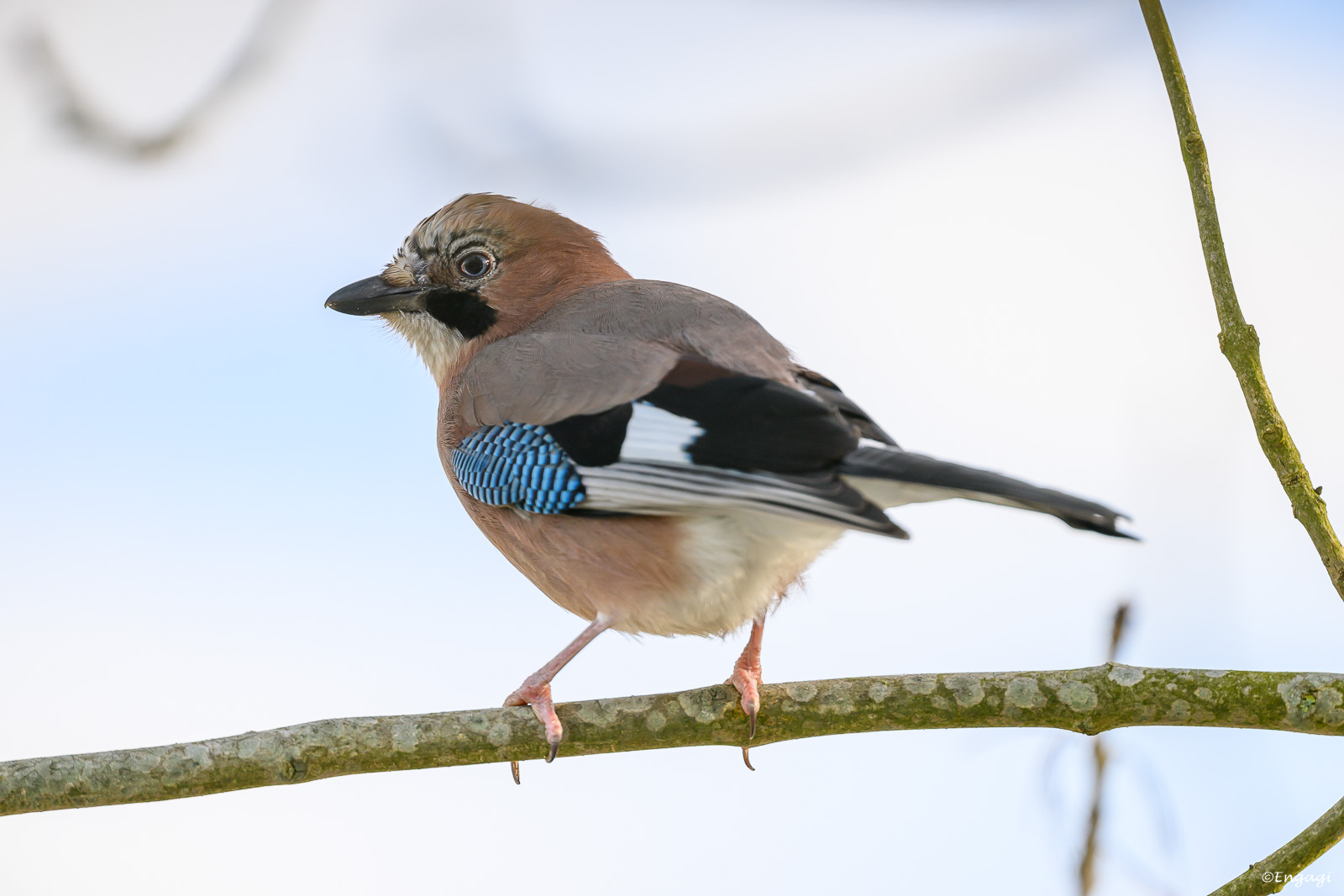 DSC_8644.jpg