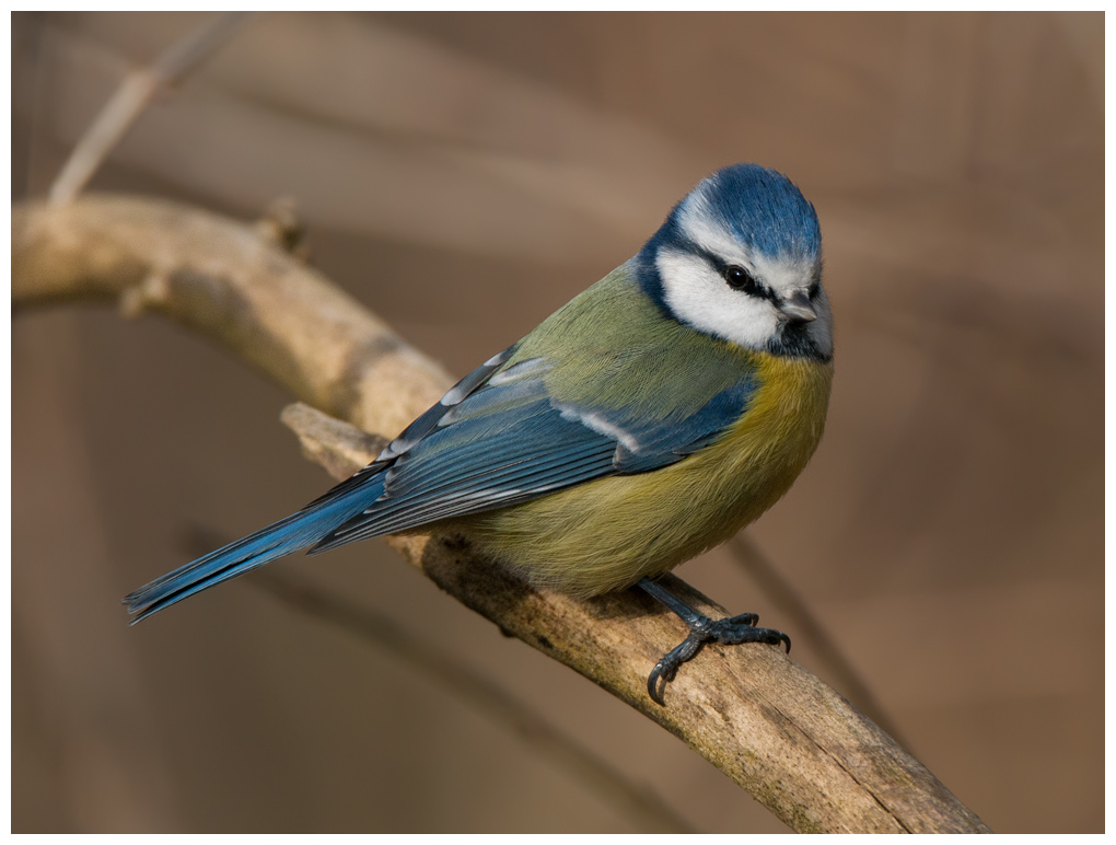 Blaumeise016.jpg