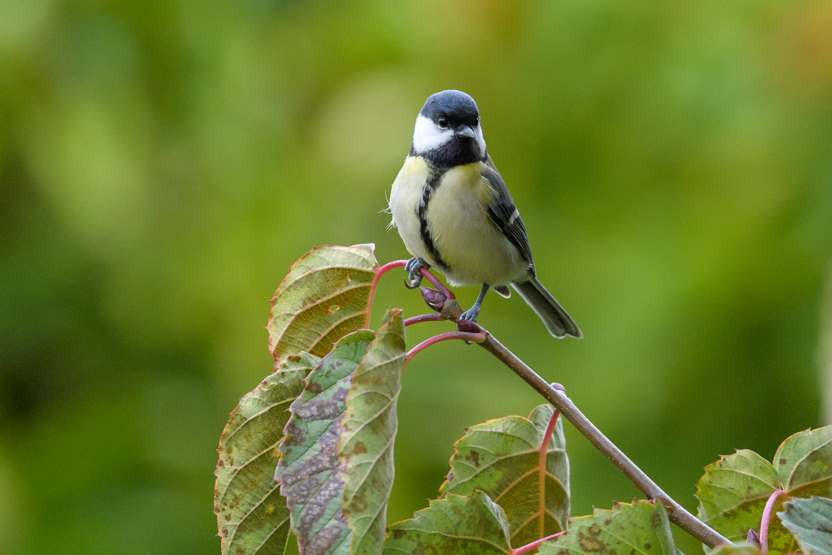 20201011_ND5_1469NF.jpg