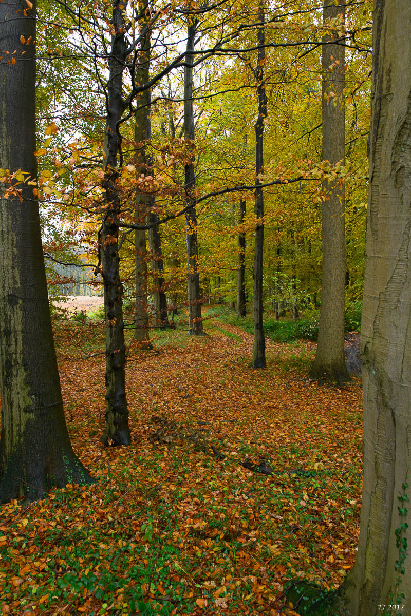 DSC_0119.jpg