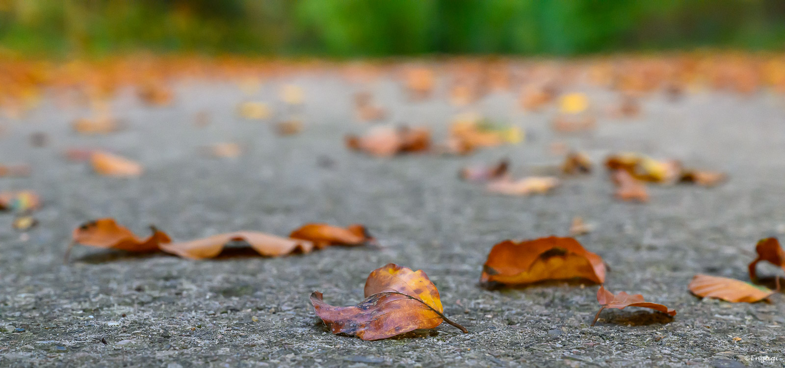 DSC_0714.jpg