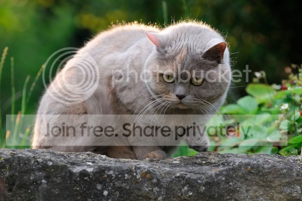 Cat_2010_0003.jpg