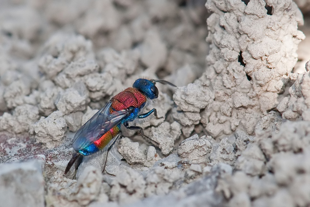 chrysis_viridula.jpg