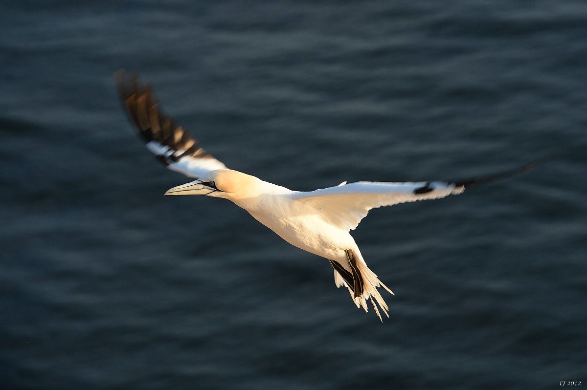 TJ_comp_Helgoland_4225.jpg