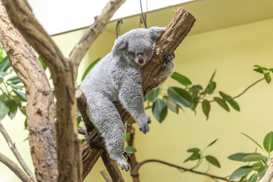 zoovienna23_01.jpg