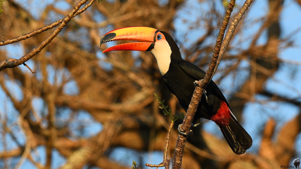 Großer schwarzer Vogel mit weißem Latz, gelbem Gesich und riesigem gelb-orangenen Schnabel sitzt in einem Baum im Abendlicht