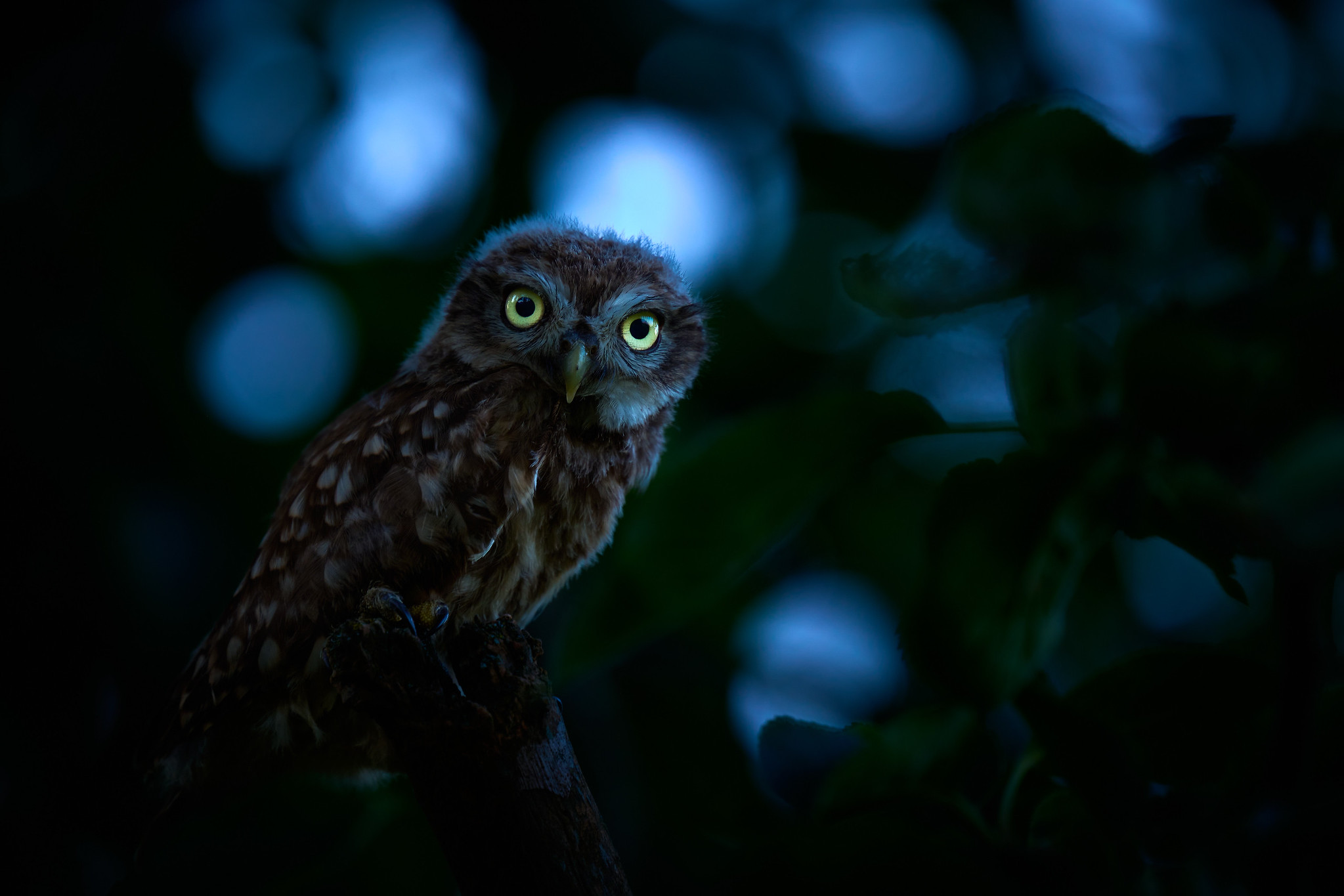 DSC_1414-X4.jpg
