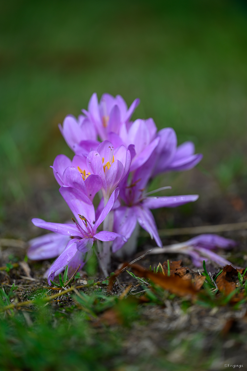 DSC_3268.jpg