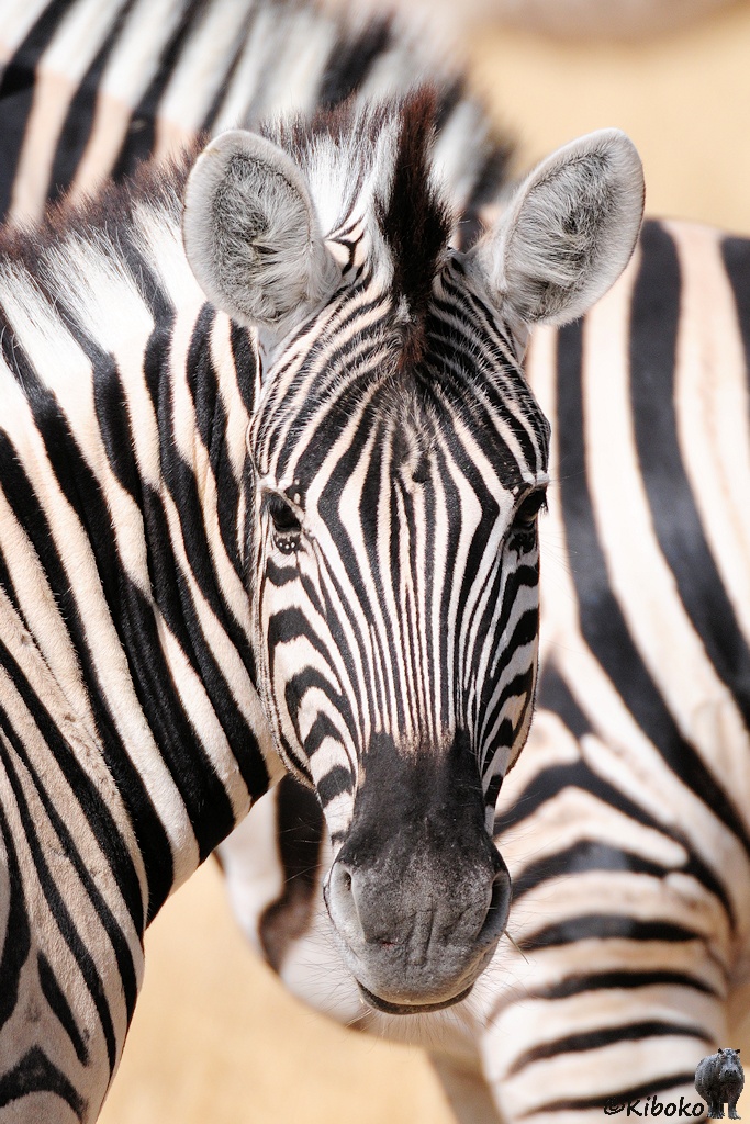 Zebraporträt von vorn. Im Hintergrund ist ein weiteres Zebra unscharf abgebildet.
