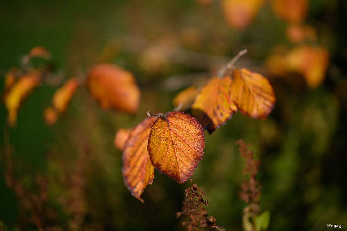 DSC_0716.jpg