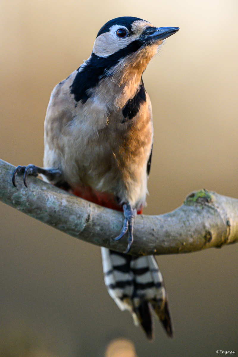 DSC_0605a.jpg