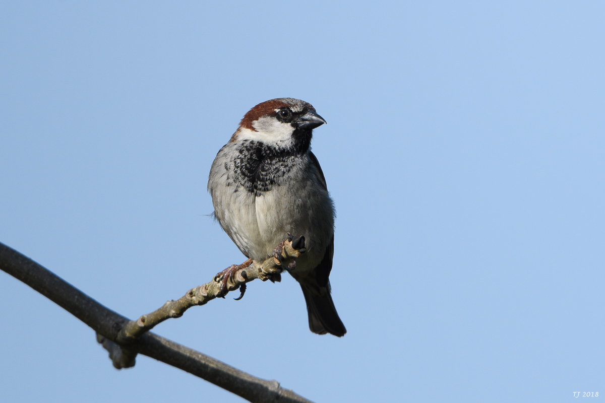 DSC_4935.jpg