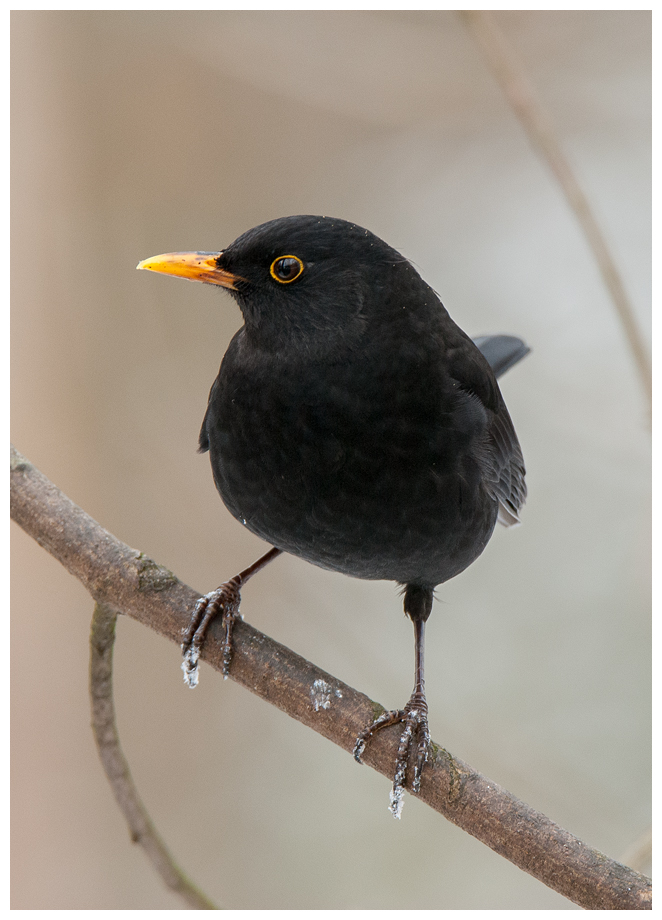 Amsel006.jpg