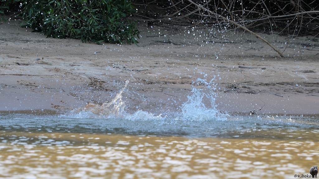 Wasserspitzer in Ufernähe