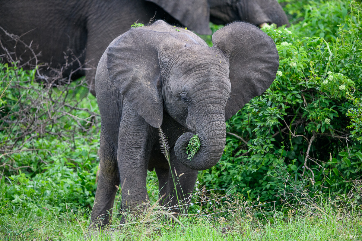 Uganda%201179.jpg