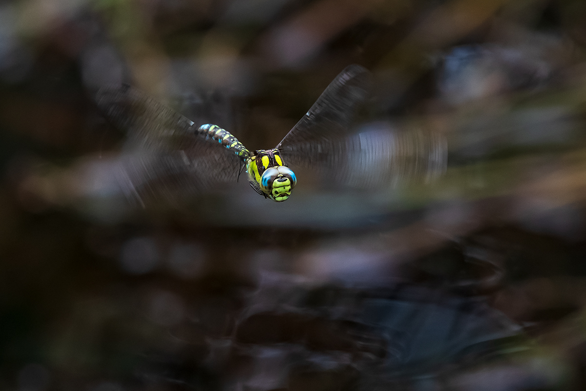 20200921_D500_3036NF.jpg